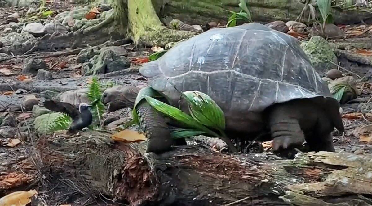 'Totalmente sorprendente y bastante horrible': las tortugas gigantes se comen a los pajaritos