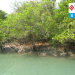 Mangroves_of_Sundarbans