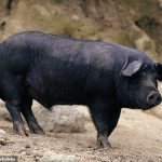 La empresa CellX, con sede en Shanghái, ha fabricado un prototipo de cerdo a partir de células extraídas del cerdo negro nativo del país.