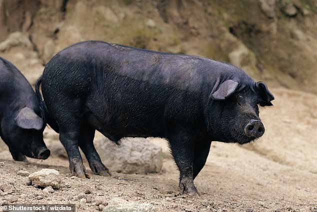 La empresa CellX, con sede en Shanghái, ha fabricado un prototipo de cerdo a partir de células extraídas del cerdo negro nativo del país.