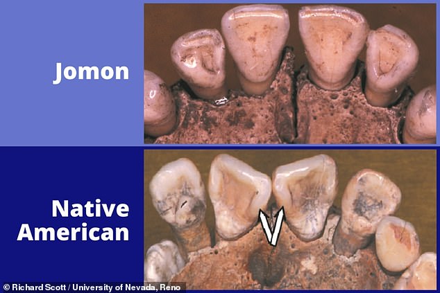 Contrariamente a la teoría popular, los antepasados ​​de los nativos americanos no se originaron en Japón, según concluyó un estudio de la genética y los dientes humanos de hace 15.000 años.  En la imagen: ejemplos de dientes analizados en el estudio, que incluyó especímenes del antiguo pueblo cazador-recolector-pescador 'Jomon' de Japón (arriba) y nativos americanos (abajo).  Las flechas resaltan las crestas marginales que distinguen los 'incisivos en forma de pala' que son más comunes en las poblaciones nativas americanas.
