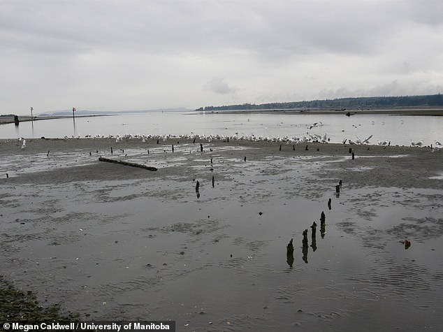 Las estacas de madera (en la foto) en las aguas poco profundas de la isla de Vancouver han desconcertado a los historiadores durante años, hasta que una nueva investigación reveló que son un método de pesca antiguo y sofisticado.