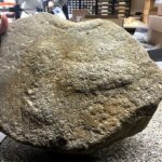 Una piedra de molino romana (en la foto) encontrada cerca de Cambridge estaba decorada con un grabado de un pene, una 'imagen de fuerza y ​​virilidad', según han revelado los arqueólogos.