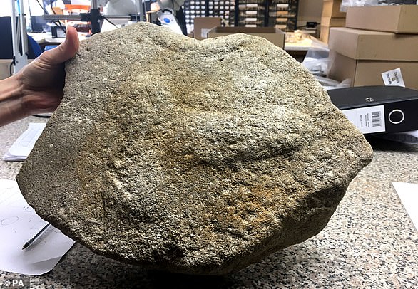 Una piedra de molino romana (en la foto) encontrada cerca de Cambridge estaba decorada con un grabado de un pene, una 'imagen de fuerza y ​​virilidad', según han revelado los arqueólogos.