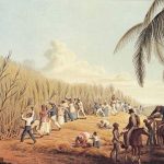 La Revolución del Azúcar, la introducción de la caña de azúcar del Brasil holandés, en la década de 1640 fue muy lucrativa pero tuvo un gran costo social.