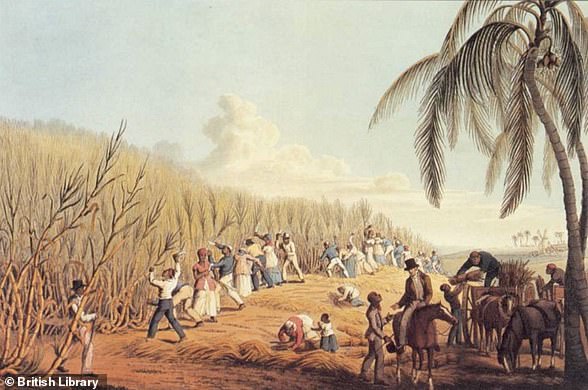 La Revolución del Azúcar, la introducción de la caña de azúcar del Brasil holandés, en la década de 1640 fue muy lucrativa pero tuvo un gran costo social.