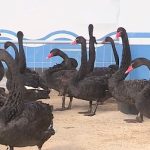 Los cisnes negros se están criando a escala industrial en un nuevo centro de cría en una de las granjas de patos más grandes del país en la costa este, dijeron los medios estatales.