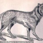 Extinto desde 1905, el lobo japonés es el pariente salvaje más cercano conocido del perro domesticado, según un nuevo informe.