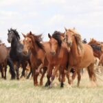 Horses of the steppes