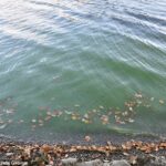 El lago Windermere en Cumbria podría volverse 'ecológicamente muerto' en los próximos años debido a la cantidad de aguas residuales bombeadas al agua, advirtieron los activistas.  Imagen de archivo
