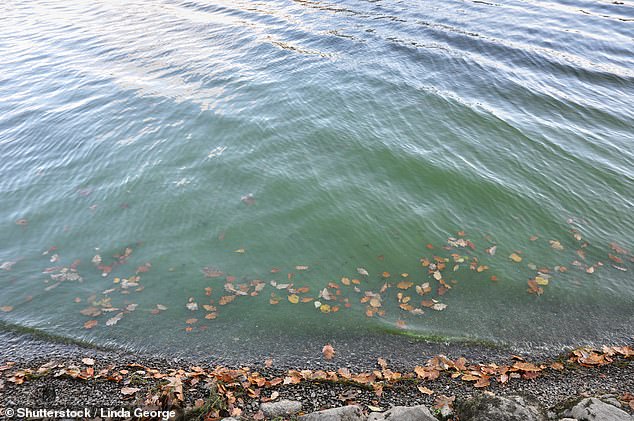 El lago Windermere en Cumbria podría volverse 'ecológicamente muerto' en los próximos años debido a la cantidad de aguas residuales bombeadas al agua, advirtieron los activistas.  Imagen de archivo