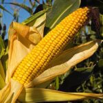 Los científicos de la Universidad de Illinois probaron la tolerancia al hacinamiento de los híbridos de maíz que datan de 1934 y encontraron que los rendimientos aumentaron un tercio de tonelada por década.