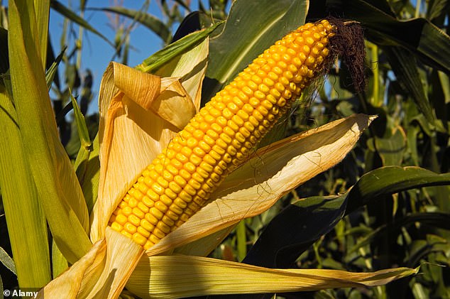 Los científicos de la Universidad de Illinois probaron la tolerancia al hacinamiento de los híbridos de maíz que datan de 1934 y encontraron que los rendimientos aumentaron un tercio de tonelada por década.