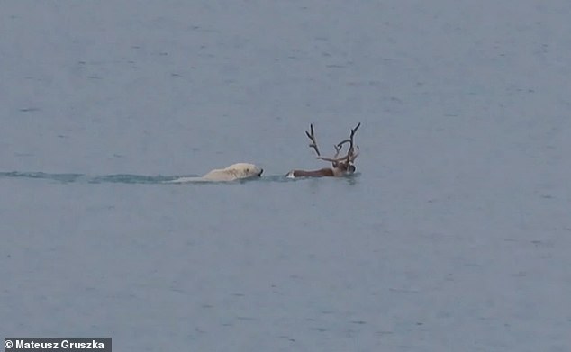La caza mortal comenzó cuando una hembra adulta de oso polar fue tras un reno adulto que intentó escapar de su depredador nadando en la bahía de Isbjørnhamna.