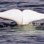El primer santuario de ballenas de América del Norte está tomando forma en la zona rural de Nueva Escocia - Halifax