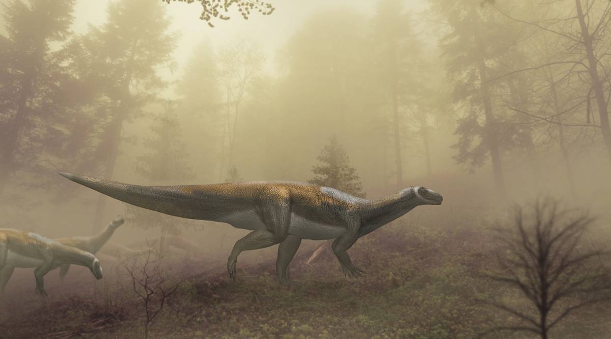 El temible dinosaurio que acechaba a Australia era un tímido devorador de plantas, según un estudio