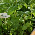 mint, how to use mint leaves, mint leaves benefits, indianexpress.com, mint leaves for health, indianexpress, uses of pudina, pudina uses, dixa bhavsar, mint tea,