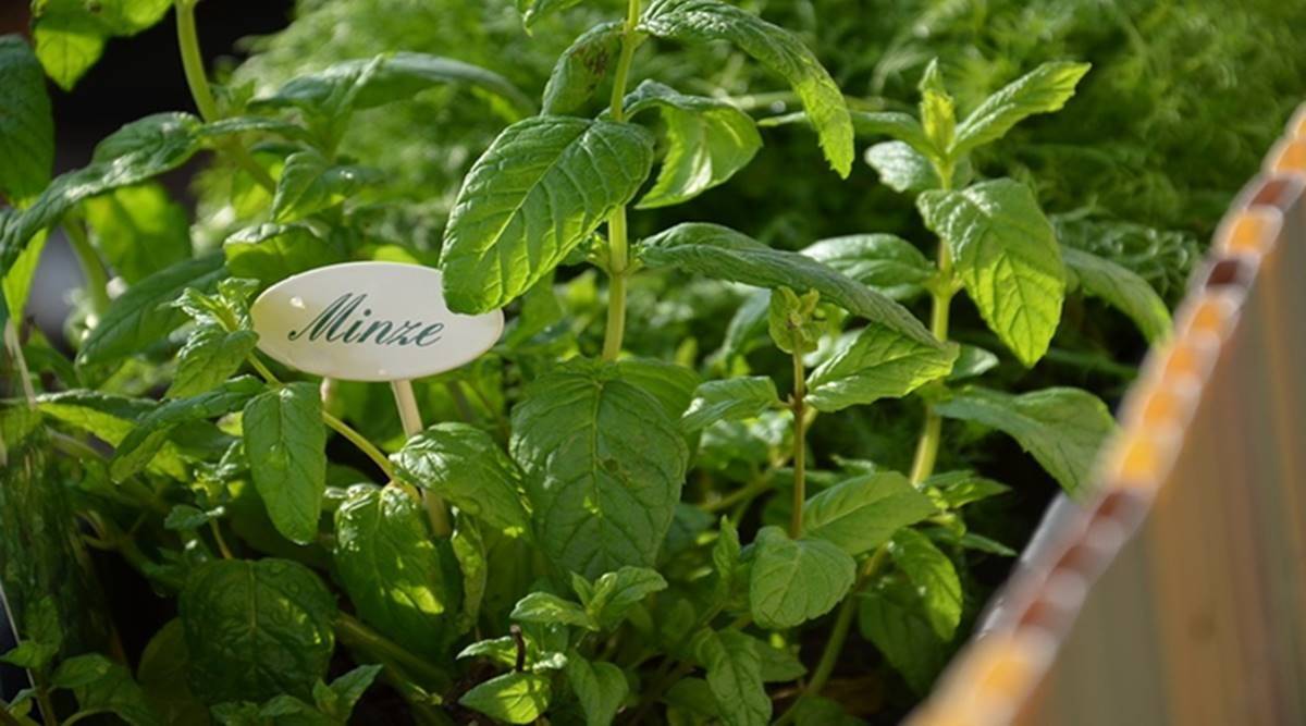 mint, how to use mint leaves, mint leaves benefits, indianexpress.com, mint leaves for health, indianexpress, uses of pudina, pudina uses, dixa bhavsar, mint tea,