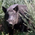 Invasores cerdos salvajes avistados en un parque nacional por primera vez en la isla Elk de Alberta