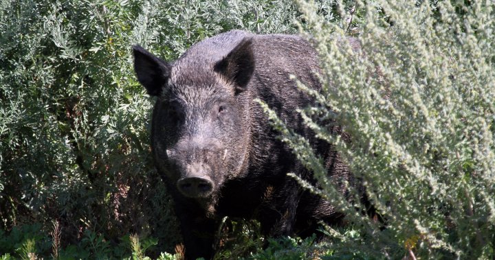 Invasores cerdos salvajes avistados en un parque nacional por primera vez en la isla Elk de Alberta