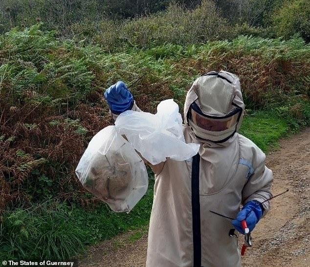 El nido fue encontrado entre zarzas en una playa de Herm, lo que provocó que los exterminadores especializados del equipo Guernsey Asian Hornet, especialmente formado, se apresuraran a sacarlo (en la foto).
