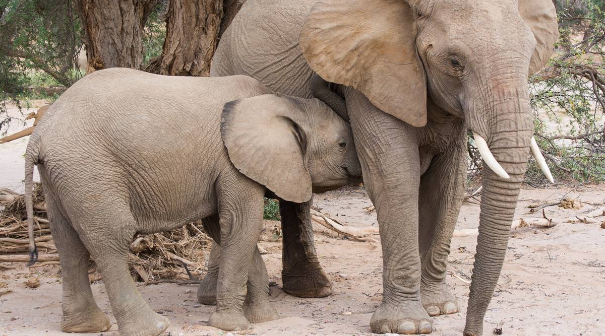 baby mom elephant