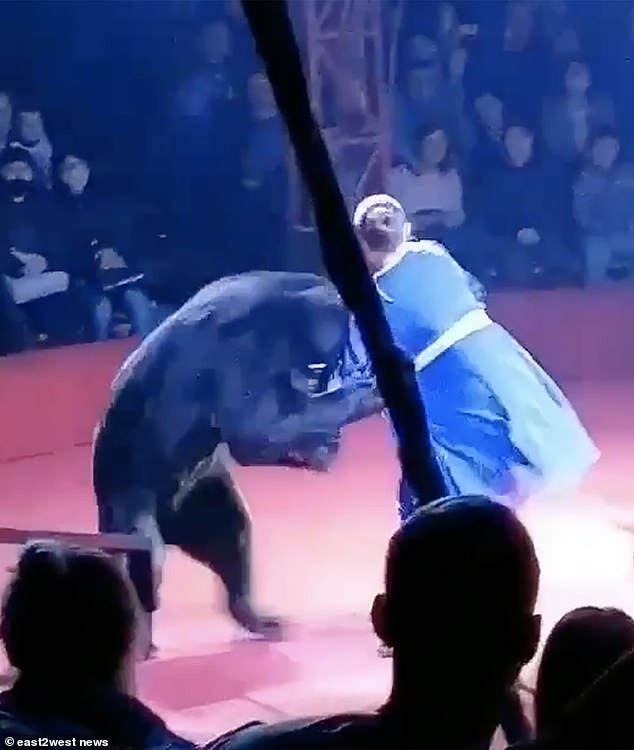 Un oso pardo atacó a una entrenadora embarazada durante un acto de circo en Oryol, Rusia occidental, frente a los niños que gritaban y sus padres.