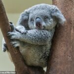 Cientos de koalas en Australia deben vacunarse contra la clamidia, una infección que para los marsupiales puede provocar ceguera, infertilidad e incluso la muerte.  En la foto: un koala