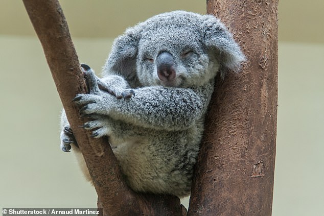 Cientos de koalas en Australia deben vacunarse contra la clamidia, una infección que para los marsupiales puede provocar ceguera, infertilidad e incluso la muerte.  En la foto: un koala