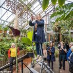Una Amorphophallus decus-silvae, apodada la 'planta del pene' por su forma fálica, comenzó a florecer la semana pasada en el Hortus botanicus en Leiden, Países Bajos, uno de los jardines botánicos más antiguos del mundo.