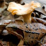 frog mushroom