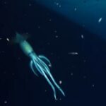 OceanX, un equipo de biólogos marinos, medios de comunicación y cineastas, se embarcó en una búsqueda en 2020 para explorar las profundidades del Mar Rojo, donde no solo encontraron un naufragio gigante, sino también una criatura masiva que parecía ser más grande que un humano.