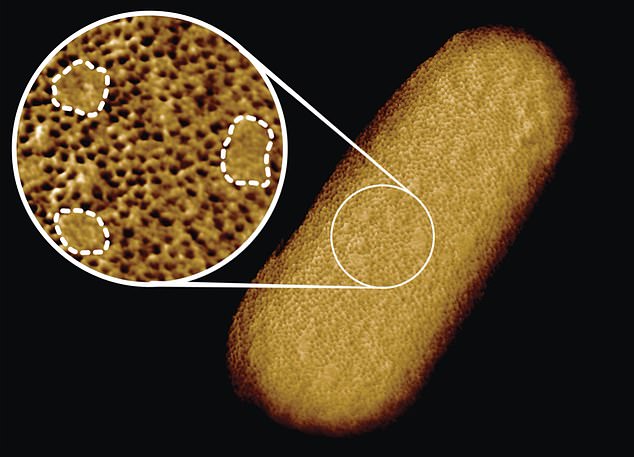 La investigadora Georgina Benn tomó imágenes de toda la superficie de una bacteria E. coli con una resolución de menos de cinco nanómetros, o aproximadamente 1 / 10,000 del grosor de un cabello humano.