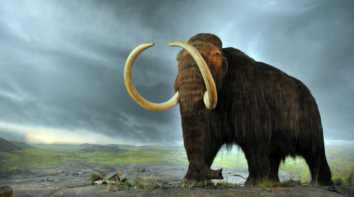 ¿Podemos traer de vuelta al mamut lanudo?
