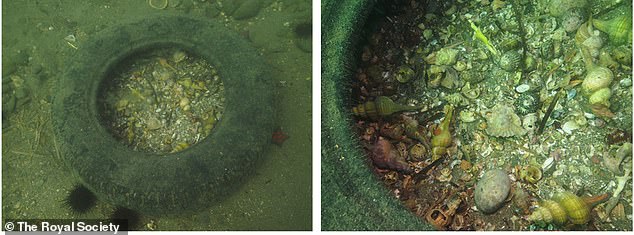 Los neumáticos desechados en el océano se están convirtiendo en trampas mortales para los cangrejos ermitaños, que pueden trepar a las estructuras cóncavas pero no pueden salir.  Durante un período de un año, los investigadores contaron casi 1300 cangrejos atrapados dentro de seis neumáticos en Mutsu Bay.