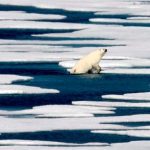 El cambio climático y el calentamiento reducen el hielo marino del Ártico y los osos polares, dicen los expertos