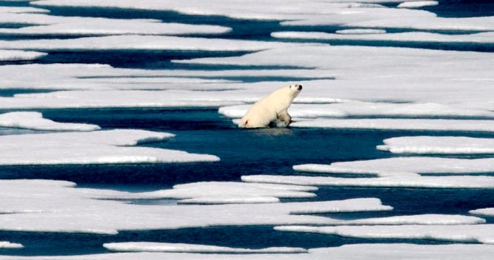 El cambio climático y el calentamiento reducen el hielo marino del Ártico y los osos polares, dicen los expertos