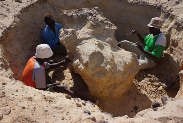 Investigadores de la Universidad de Michigan volvieron a analizar un cráneo masivo de un Loxodonta adaurora extinto que vivió hace 4,5 millones de años en lo que ahora es Kenia.