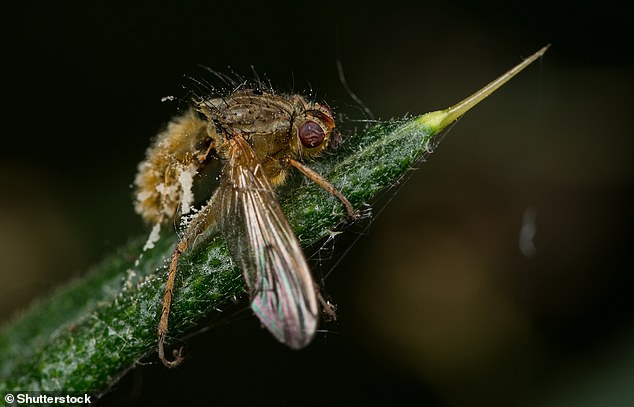 Una mosca muerta por el hongo Entomophthora muscae, una marioneta atada a una cuerda, para arrojar esporas de su abdomen.