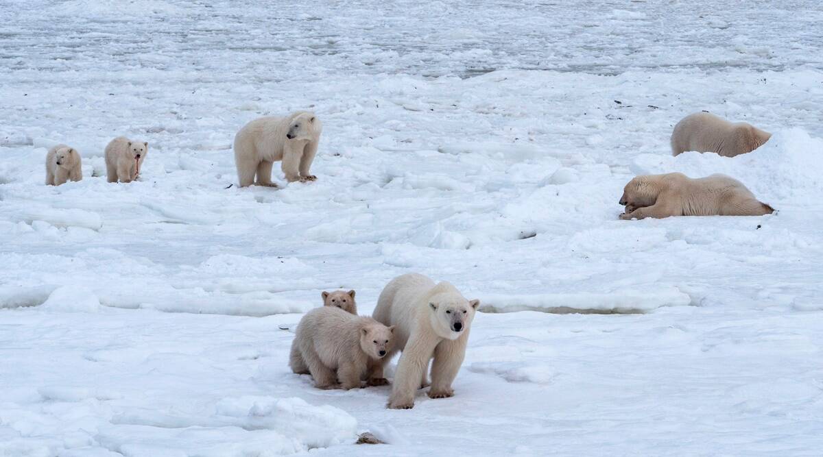 El mundo va camino de 2,4 ° C de calentamiento global después de las últimas promesas: analistas
