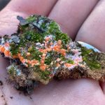 Pyronema and moss