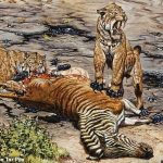 Al igual que los felinos modernos, algunos gatos con dientes de sable de hace 11.000 a 50.000 años sufrían de displasia de cadera y pueden haber vivido en manadas (como se ilustra) para que otros pudieran cazarlos.