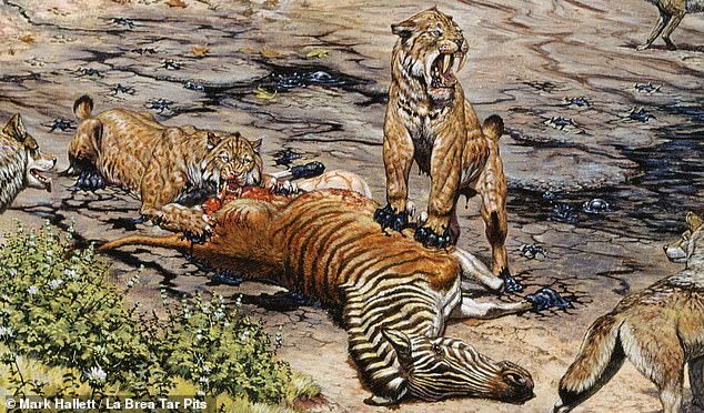 Al igual que los felinos modernos, algunos gatos con dientes de sable de hace 11.000 a 50.000 años sufrían de displasia de cadera y pueden haber vivido en manadas (como se ilustra) para que otros pudieran cazarlos.