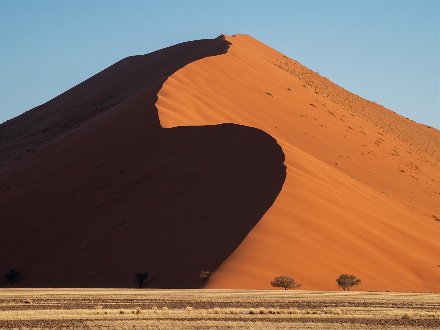 Fotografié el remoto desierto de Namibia después de que lluvias ultra raras lo transformaran en un oasis