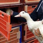 Francia endurece las medidas de las granjas avícolas en medio de un brote de gripe aviar en Europa