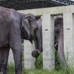 Kaavan, el elefante, está prosperando ahora en la jungla de Camboya un año después de que fuera rescatado de un zoológico de Pakistán, según han dicho expertos de la organización mundial de bienestar animal Four Paws.