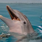 La enfermedad de la estrella de 'Dolphin Tale' hace que el acuario de Florida cierre 1 día