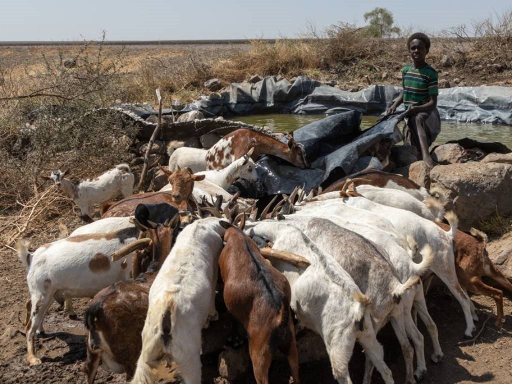 A Somali boy gives water to his goats.