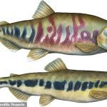 Los arqueólogos de la Columbia Británica realizaron pruebas genéticas en espinas de pescado antiguas, algunas de más de 2.000 años, y descubrieron que los pescadores de Tsleil-Waututh habían estado seleccionando el sexo del salmón macho y arrojando a las hembras hacia atrás.