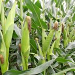 African countries are facing possible problems with maize production.